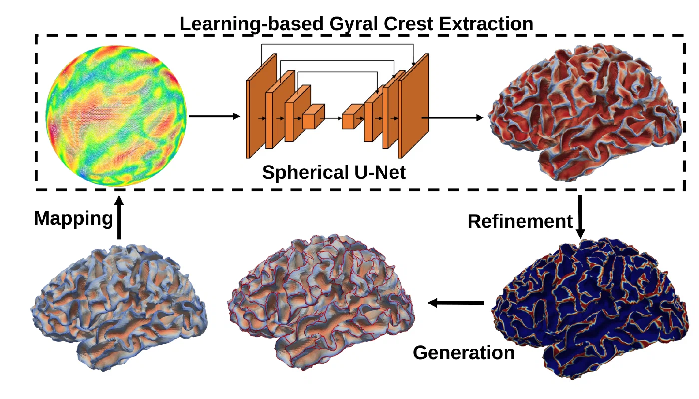 Deep-GyralNet: the cortical surface is mapped to a sphere, a Spherical U-Net predicts gyral crests, refinement makes them continuous, and GyralNet with its 3-hinge gyri is generated.